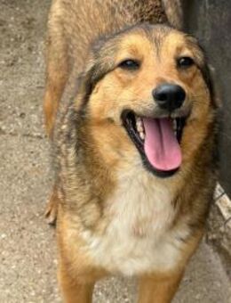 Hündin 028411 sucht ihr Zuhause - Köln