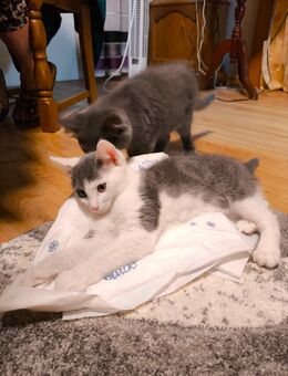 Britishkurzhaarmix Weiß - Grau Kater - Neunkirchen (Saarland)