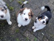 2 Süße Aussie/Collie Welpen - Lage (Niedersachsen)