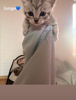 liebevolle BHK Persian mix Kitten suchen ein liebevolles zuhause - Winsen (Luhe) Zentrum