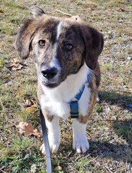 Kleine IANA sucht ihr Glück. - Mannheim