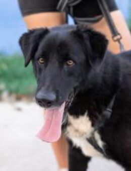 Wer schenkt Helios ein Zuhause? - München