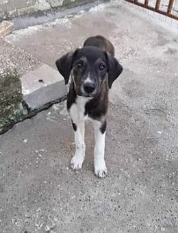 Kleine Eloise sucht ihr Zuhause - Kropp