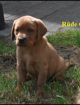 Labrador Welpen in Foxred - Varel