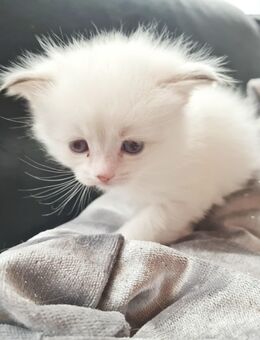 Ragdoll Kitten suchen ihr Königreich - Gelsenkirchen Resse