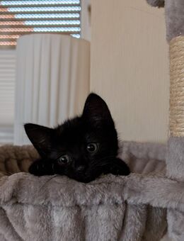 Kitten zu vermitteln - Stolzenau