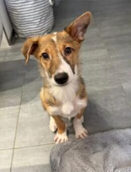 Willy - wartet in 90547 Stein - Oberwies