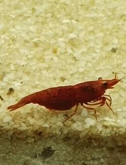 Bloody Mary Garnele abzugeben, halten und Reinigen das Aquarium sauber. - Marsberg