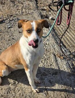 Freundliche BIBI möchte gefallen ♥️ - München