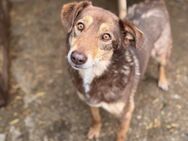 Kenny sucht seine Menschen - Kalkar