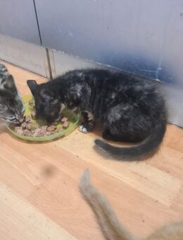 Kitten suchen zu Hause - Saterland