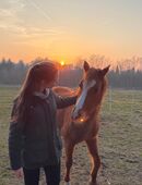 Systemisches Aufstellen mit Pferden in 29320