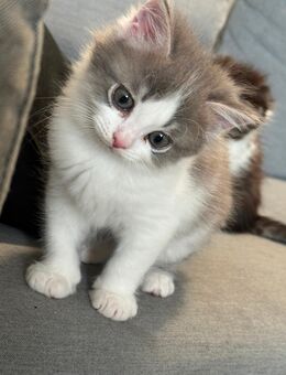 Neva Masquarade Sibirische Katze Mix - Bad Arolsen