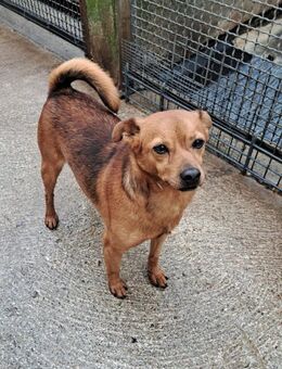Olmino - ein Freund fürs Leben - Grevenbroich