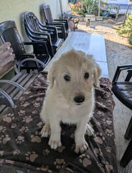 Mischlingswelpen - Kappel-Grafenhausen