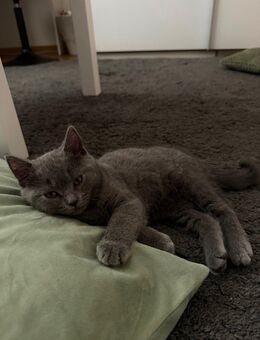 Britisch Kurzhaar Kitten sucht ein neues, liebevolles Zuhause! - Lahnau