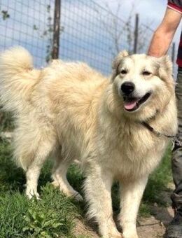 WOTAN - hübscher entspannter Riesenbär - Kempen