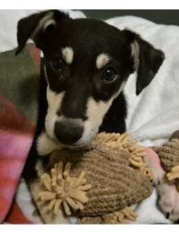 Minouh - wartet in 74535 Mainhardt - Oberwies