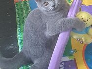 WUNDERSCHÖNE Katzenbabys BKH blau - Essen