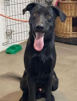 Coco sucht sein Zuhause - Niedereschach