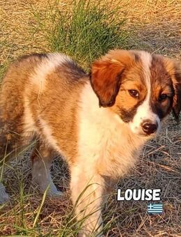 Louise - Entzückendes Fellknäuel - Heppenheim (Bergstraße)