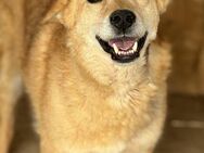 Askim ist ein freundlicher alter Herr 🐾 - Elsdorf (Nordrhein-Westfalen)