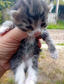 Kleine Maikatzen suchen ein schönes Zuhause - Havelsee