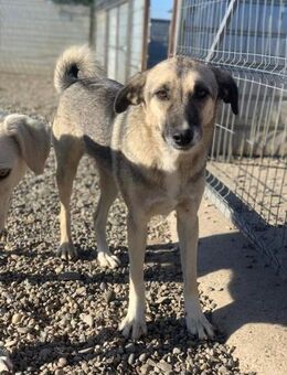 Malia wartet auf ihre Herzensmenschen - Celle