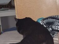 Zwei Kater zum abgeben - Meinersen