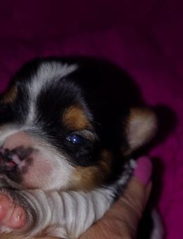 Nur noch 2 süße Biewer Yorkshire Welpen m w - Erfurt