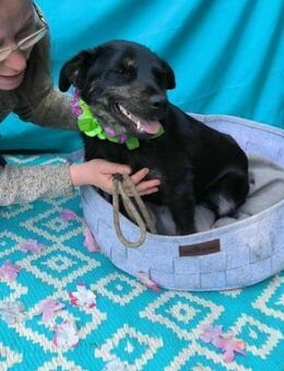 Austin wartet auf sein Glück - Nordwalde