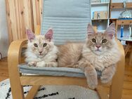 Zwei liebe Maine Coon Kater - dringend - Wiesbaden