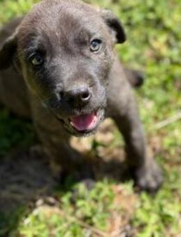 Zuckersüßer Riley sucht Familienanschlus - Eixen