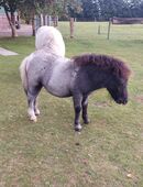 Mini Shetty Hengstfohlen in 26427