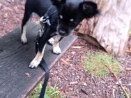 Reinrassige Langhaar - Chihuahua Welpen abzugeben - Schmitten