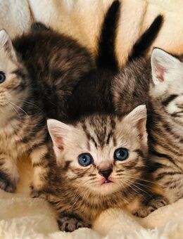 BKH-Kitten, reinrassige, zuckersüße BKH-Teddybären - Bad Honnef