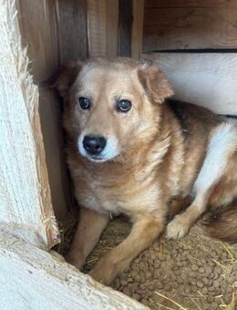 BERTI sucht liebes, erfahrenes Zuhause - Neuberg