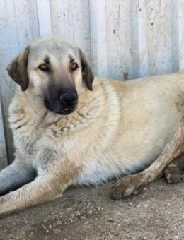 Fikret wartet schon lange - Beckingen