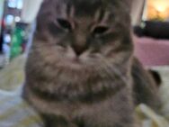 DECKKATTER BKH - Schwalmtal (Nordrhein-Westfalen)