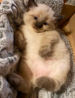 Zuckersüße Heilige Birma Kitten - Riedering