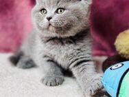 Verschmuste BKH Kitten suchen ab sofort - Jena