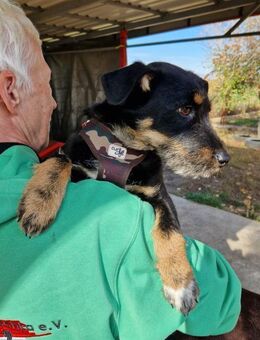 Freundlicher Batman sucht sein Körbchen - Essen