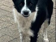 Lucy, Mischlingshündin, 10 Monate - Wegberg