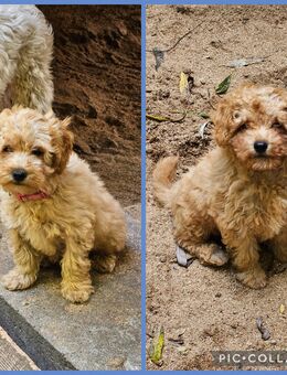 Powderpoo Maltipoo Minidoodle Pudel bis 35cm - Bad Lauterberg (Harz)