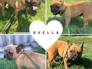 QUELLA PP Hübsche Hündin sucht Liebe - Neustadt (Rübenberge)