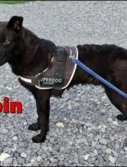 schwarzer Schäferhund Lupin sucht.... - Margetshöchheim