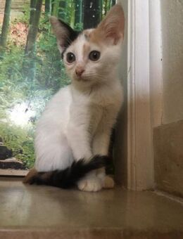 Daisy aus dem Tierschutz - Grevenbroich