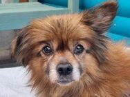 Mabelle-10 j.,bezaubernde Hundeomi, 26cm - Rösrath