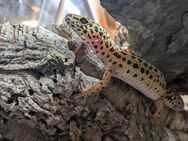 4 Leoparden Geko Weibchen abzugeben - Dortmund