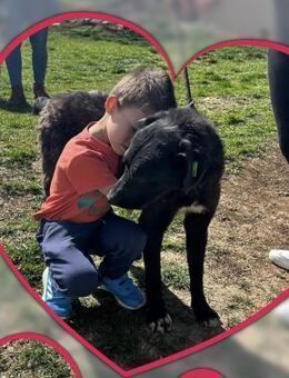 LIMBO = Der Hund für die Familie ♥️‼️ - München